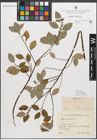 Foto von Salix myrsinifolia Salisb.